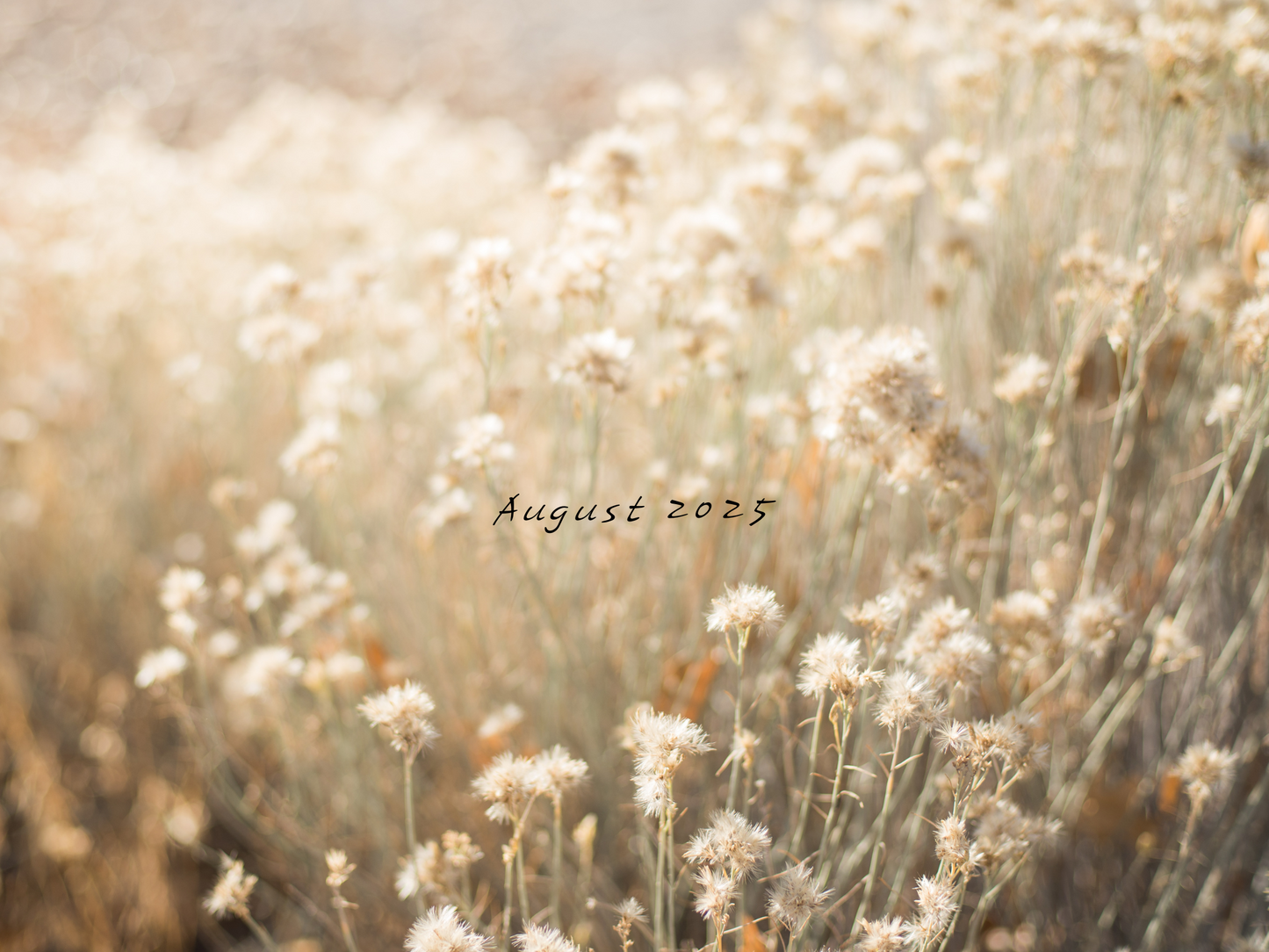 Monthly Freebie