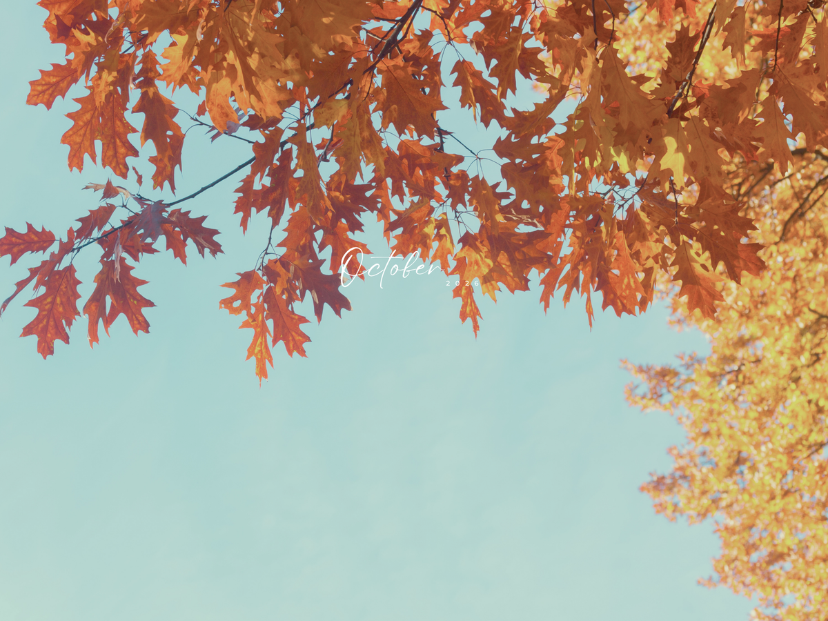 Monthly Freebie