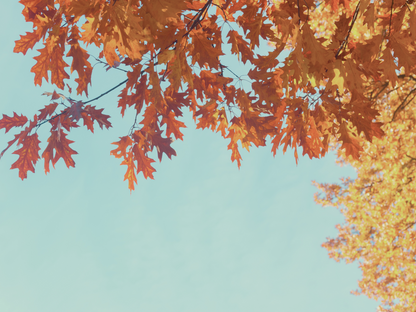 Monthly Freebie